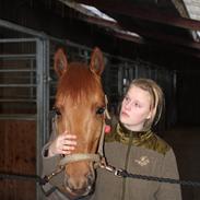 Anden særlig race Anton - Solgt