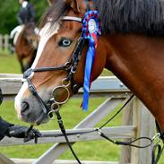 New Forest Romeos Fisker