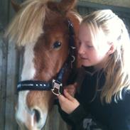 Welsh Pony af Cob-type (sec C) Eddy