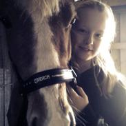 Welsh Pony af Cob-type (sec C) Eddy