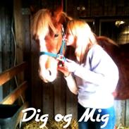 Welsh Pony af Cob-type (sec C) Eddy