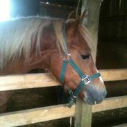 Welsh Pony af Cob-type (sec C) Eddy