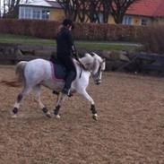 Anden særlig race Frigg