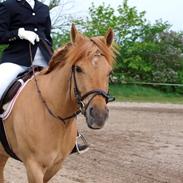 Anden særlig race Dreamhorses Café Creamy (solgt)