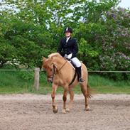 Anden særlig race Dreamhorses Café Creamy (solgt)