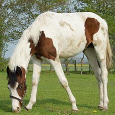 Pinto Graversgaards Chapeau