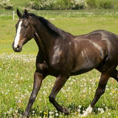 Pinto Scheel´s Samurai