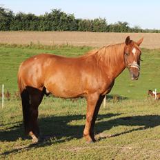 Anden særlig race Chivas [Har redet]