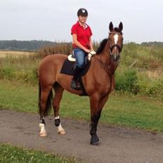 Dansk Varmblod Birkmosegårds Lancelot