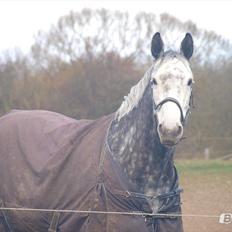 Dansk Varmblod Venus, tidligare hest