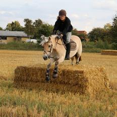 Fjordhest Freja