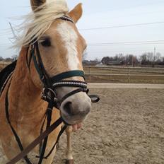 Haflinger Amigo