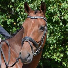 Dansk Varmblod Nørhedens Damsy Boy