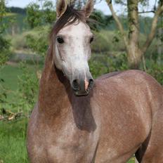 Arabisk fuldblod (OX) Ibn El Ghalahad (Allan)