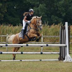 Palomino QUEEN OF EUROPE