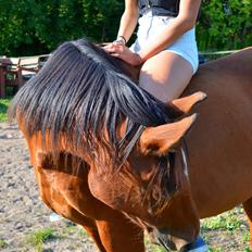 Arabisk fuldblod (OX) Nassim