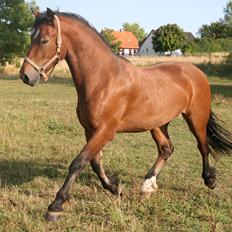 Welsh Cob (sec D) Hros Hector