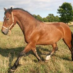 Welsh Cob (sec D) Hros Hector