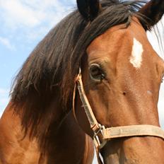 Welsh Cob (sec D) Hros Hector