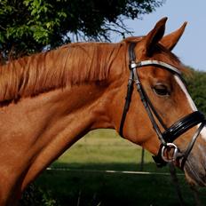 Dansk Varmblod Amira [ SOLGT ]