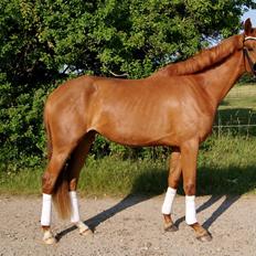 Dansk Varmblod Amira [ SOLGT ]