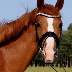 Dansk Varmblod Amira [ SOLGT ]