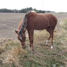 Anden særlig race Helleruphus  Anischa