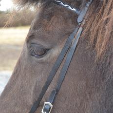 Islænder Visna fra Søborg<3