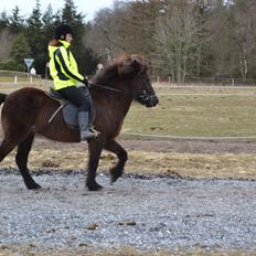 Islænder Visna fra Søborg<3