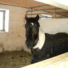 Pinto Twilight