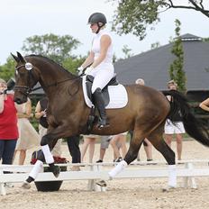 Dansk Varmblod Sebornia