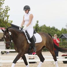 Dansk Varmblod Sebornia