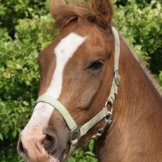 Anden særlig race Fabian