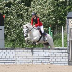 Irsk Sportspony Tigger Wallis