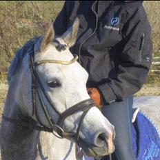 Arabisk fuldblod (OX) Bounique Bogota(låne pony)