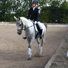 Arabisk fuldblod (OX) Bounique Bogota(låne pony)