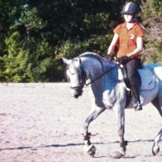 Arabisk fuldblod (OX) Bounique Bogota(låne pony)