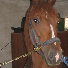 Frederiksborg Lillegårds Aslan " Dovahkiin "