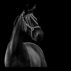 Traver Vic McGuire 25/6-2014