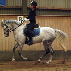 Hollandsk Sportspony V.P. Hestia