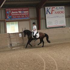 Anden særlig race Gavbogaard Lucas