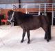 Miniature Ludvig (R.I.P d 15/7-15)
