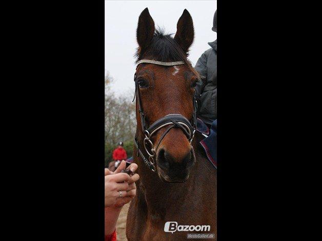 Oldenborg Hornbeck'S Duche billede 9