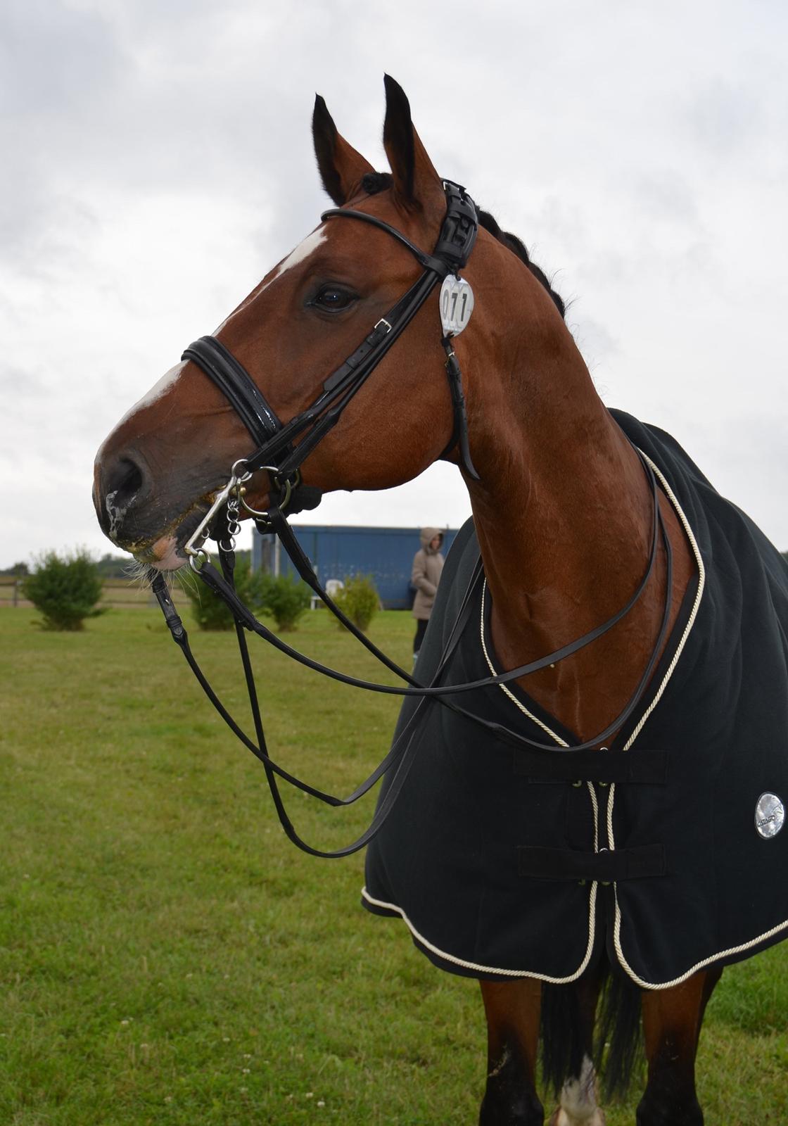 Dansk Varmblod Que Vadis <3 - Qv med sin fine kandar. :) billede 17