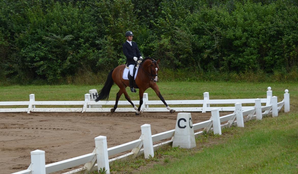 Dansk Varmblod Que Vadis <3 - Mb1 (Min ridelærer der rider) billede 18