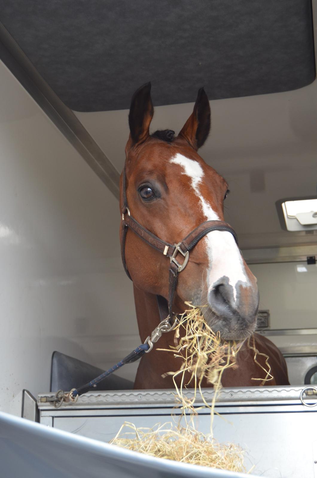 Dansk Varmblod Que Vadis <3 - Smølf. :* billede 19