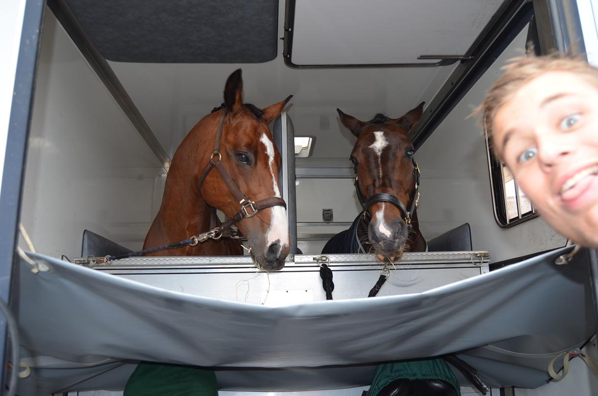 Dansk Varmblod Que Vadis <3 - Bubsen sys' Rose er lidt lækker. ;)
- Og så lige Philip der skulle "pynte" på mit billede. :) billede 20