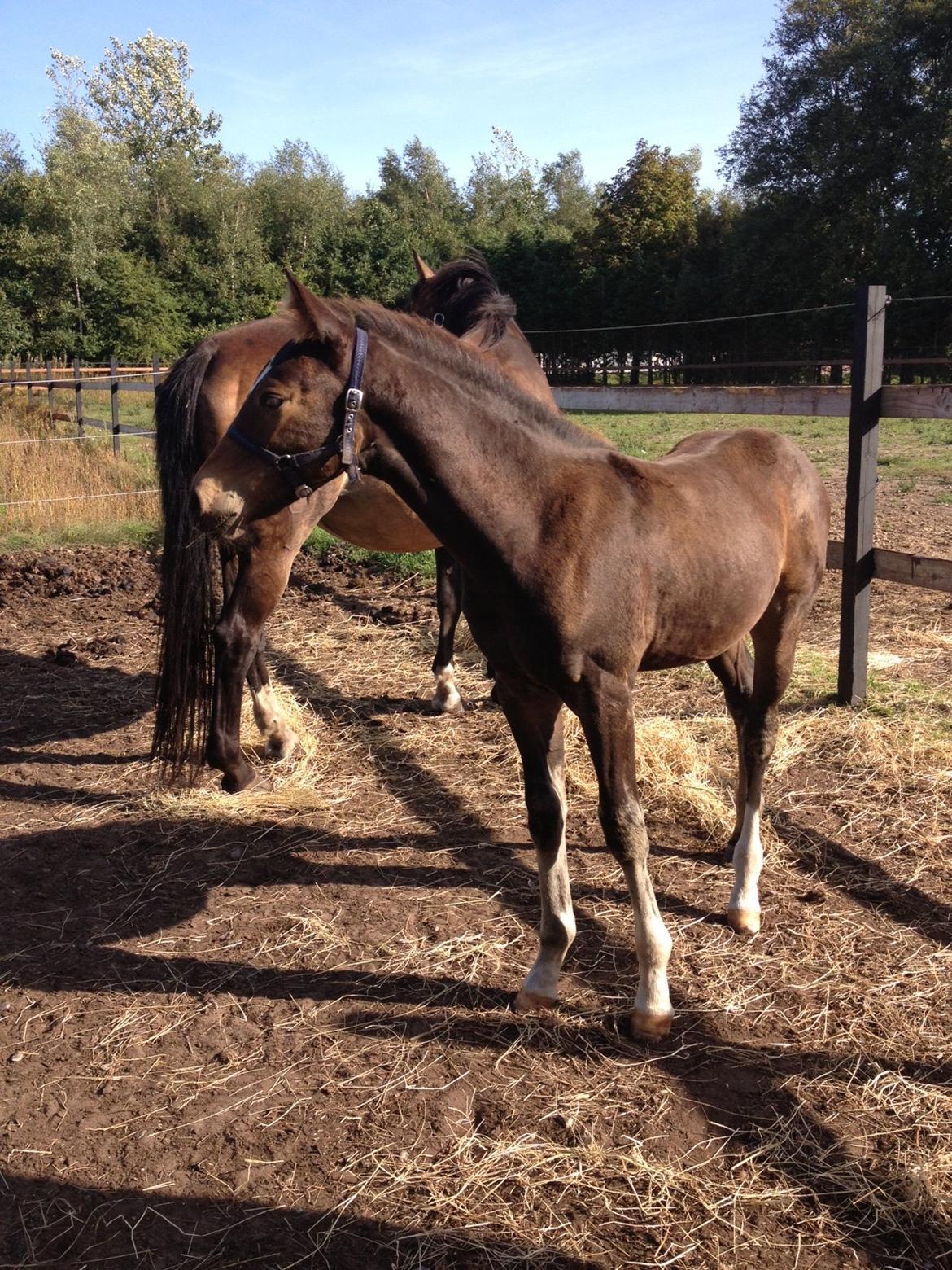 Anden særlig race Albæks Dusty billede 17