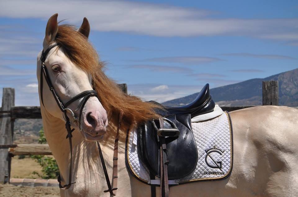 Andalusier Imperioso - Min dejlige hest, da jeg så ham i Spanien billede 1