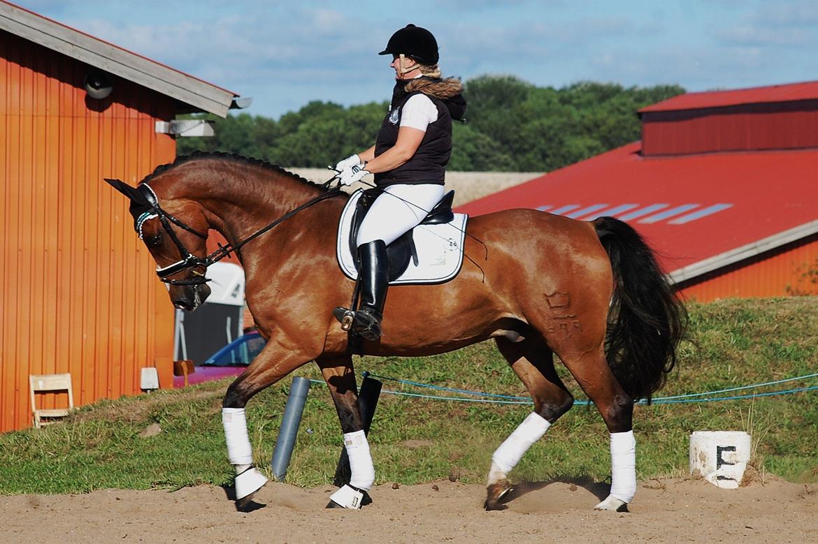 Dansk Varmblod Amour´s Don Cacier billede 14